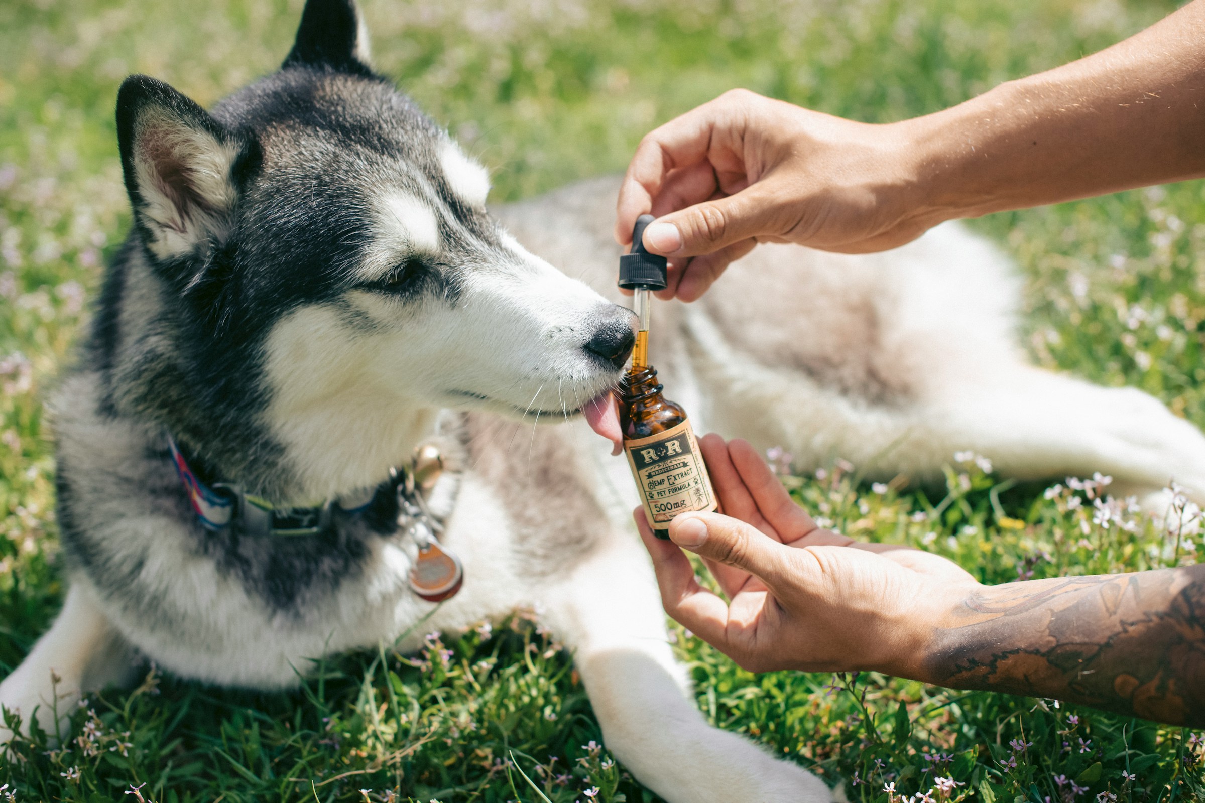 Pet Health Solutions